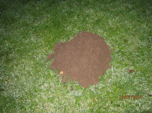 005Mole hill (640x480)