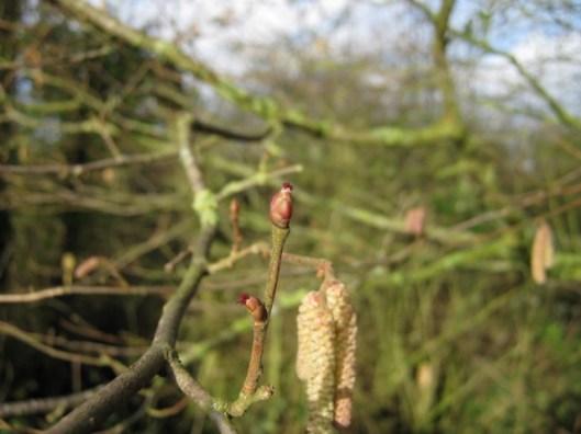 008Catkins with female flowers (640x480)