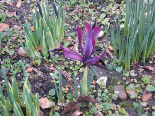 008Miniature iris (2) (640x480)