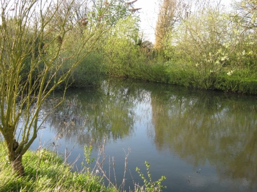 008Our pond (640x480)