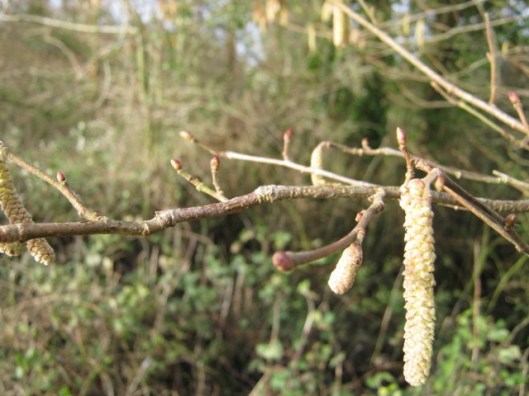 009Catkins (640x480)