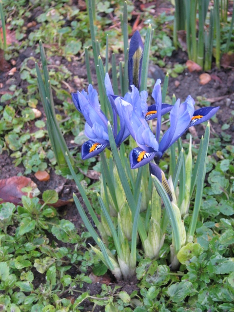 009Miniature iris (3) (480x640)