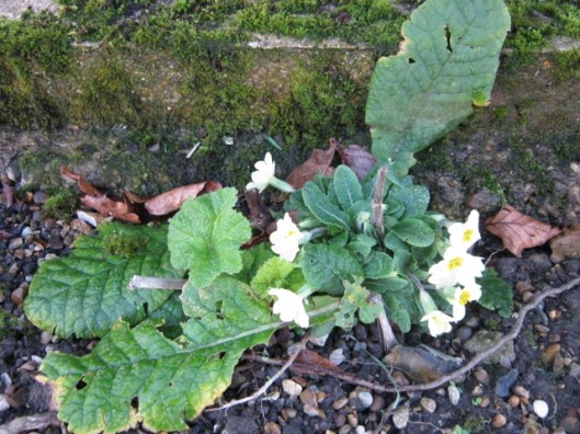 011Primrose (640x480)