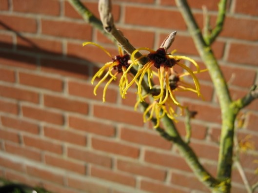 012Witch-hazel flowers (640x480)
