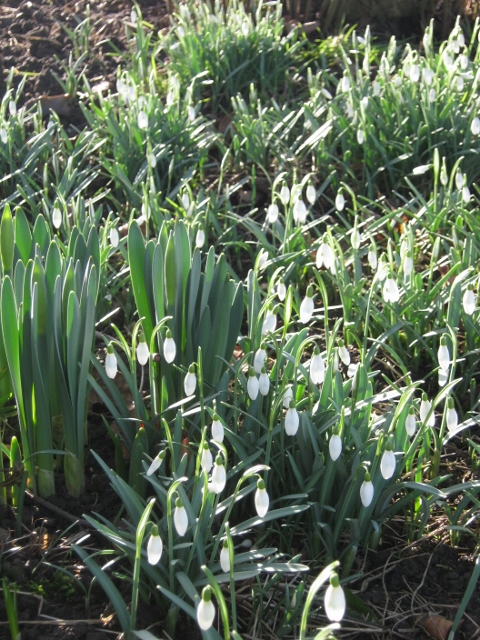 015Snowdrops (3) (480x640)