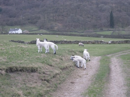 017Lambs (640x480)