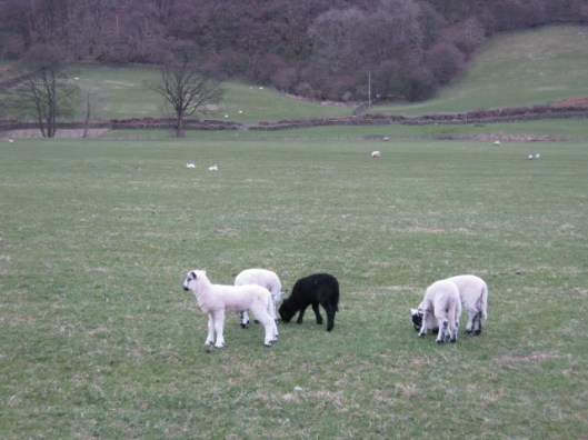 018Lambs (640x480)