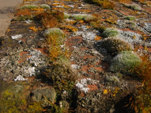 001Lichen & moss on top of gate post (640x480)