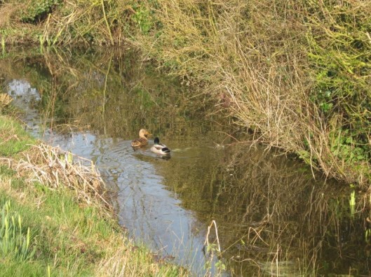 001Pair of mallards in ditch (640x480)