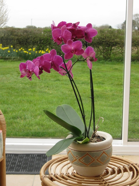 001Phalaenopsis orchid (480x640)