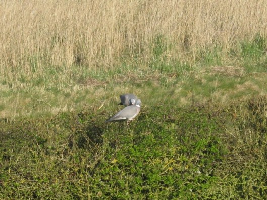 001Woodpigeons on hedge (640x480)
