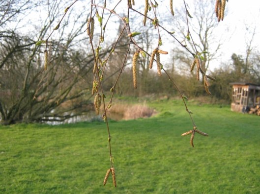 002Birch catkins & new leaves (640x480)