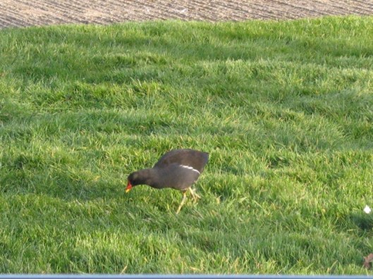 002Moorhen (640x480)