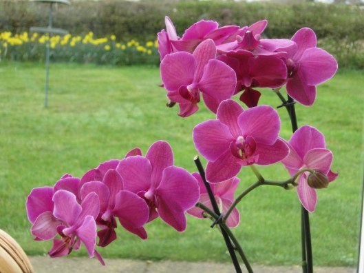 002Phalaenopsis orchid (640x480)
