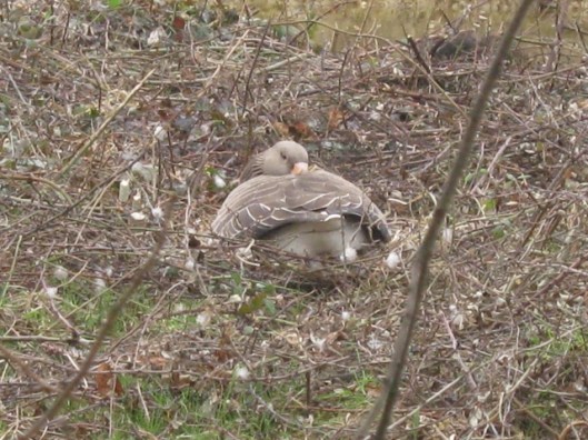 002Sleeping goose on nest (640x480)