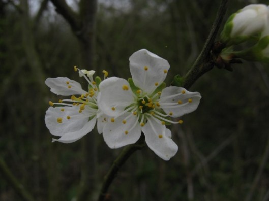 003Damson or bullace flowers (640x480)