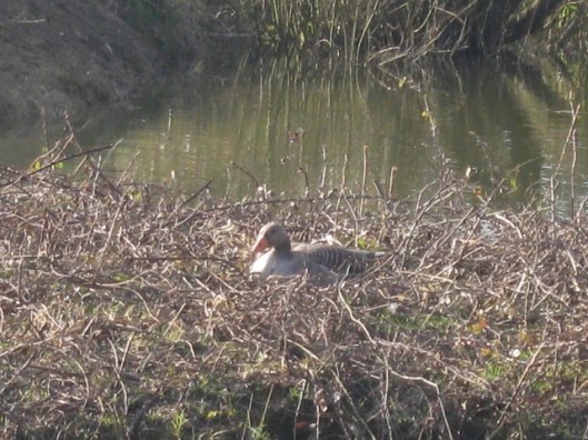 003Goose on nest (640x480)