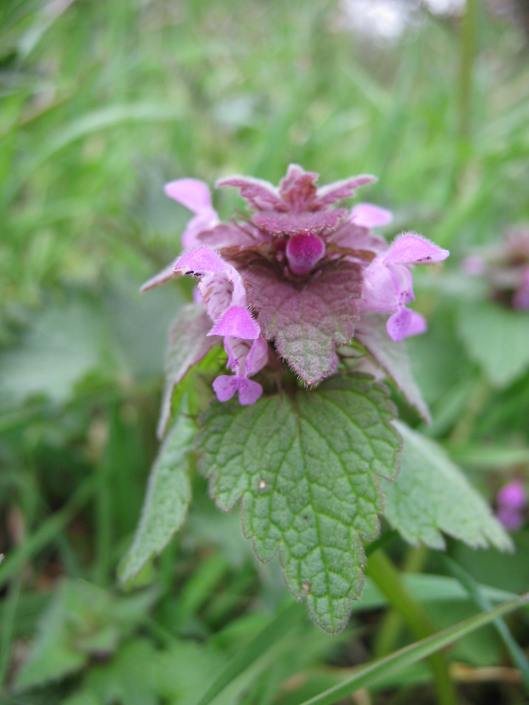 003Red dead nettle