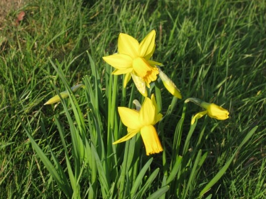 004Miniature daffodils in grass (640x480)