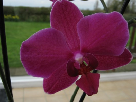 004Phalaenopsis orchid (640x480)