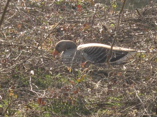 005Goose on nest (640x480)