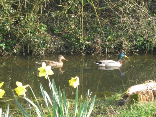 005Mallards in ditch (640x480)