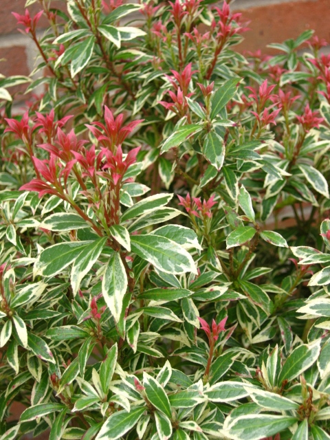005Pieris 'Forest Flame' (480x640)