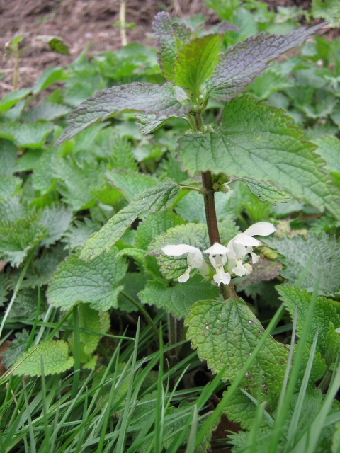005White dead nettle (480x640)