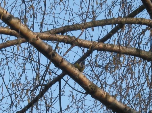 006Bluetit in birch tree (640x480)