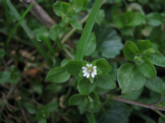 006Chickweed (640x480)