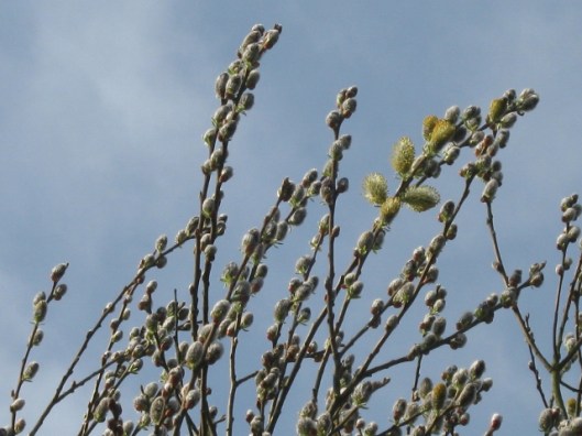 006Goat willow or pussy willow (640x480)
