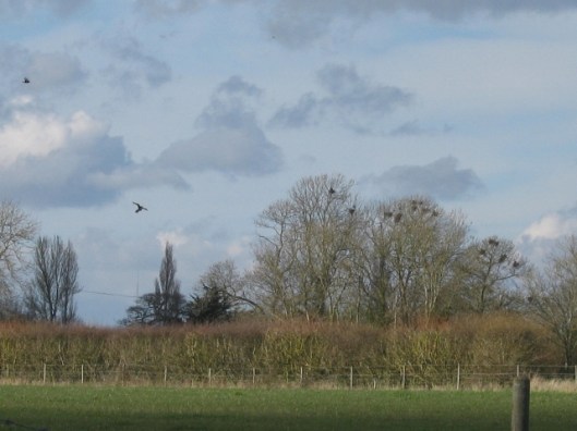 006St Nicholas rookery (640x480)