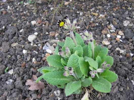 007Silver Laced primula (640x480)
