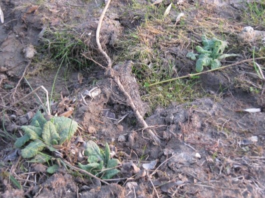 008Cowslip plants on path round pond (640x480)