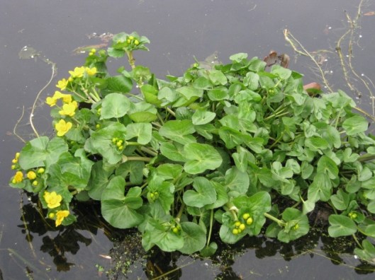 008Marsh-marigold (640x480)