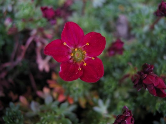008Saxifrage flower (640x480)