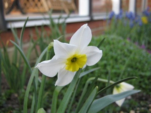 008Scented narcissus (640x480)