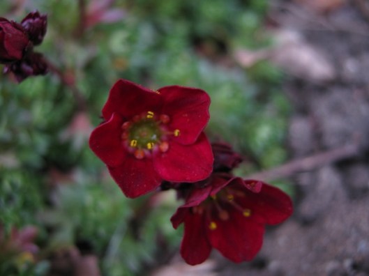 009Saxifrage flowers (640x480)