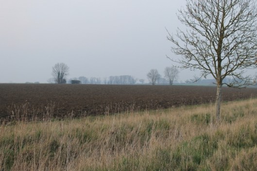 010Distant trees (640x427)