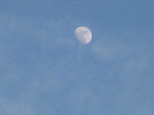 011Afternoon moon (640x480)