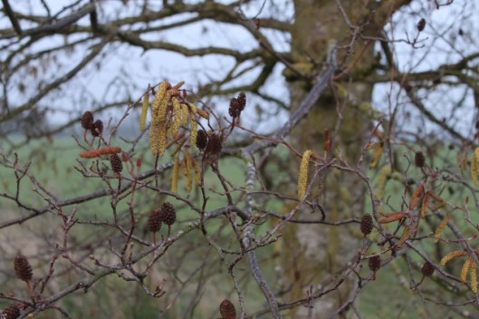 012Alder catkins and fruits (640x427)