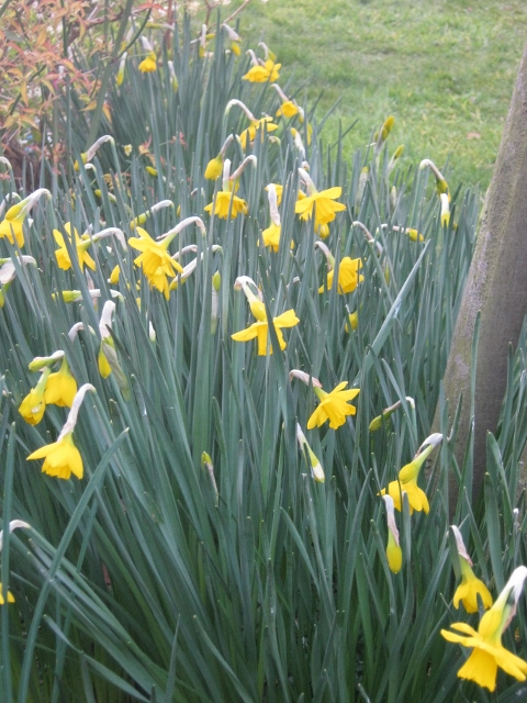 012Scented daffodils (480x640)