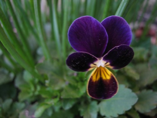 013Heart's ease (640x480)