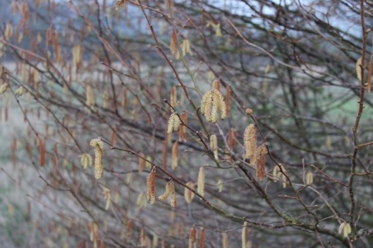 015Hazel catkins (640x427)
