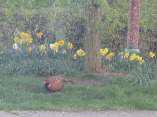 016Male pheasant (640x480)