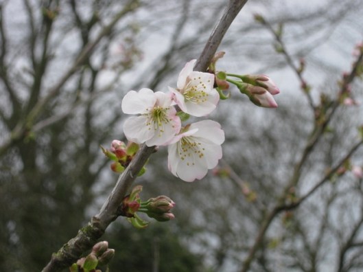 019Wild or bird cherry (640x480)
