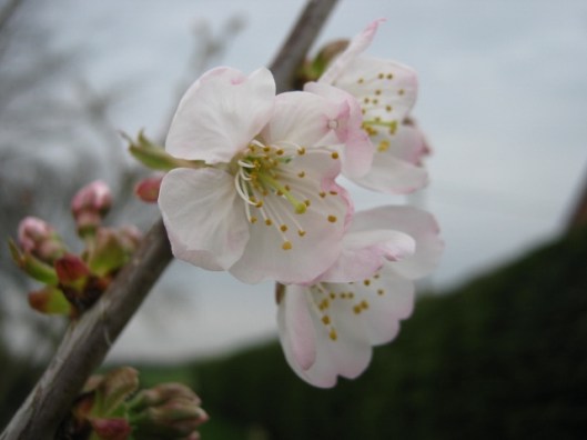 022Wild or bird cherry (640x480)