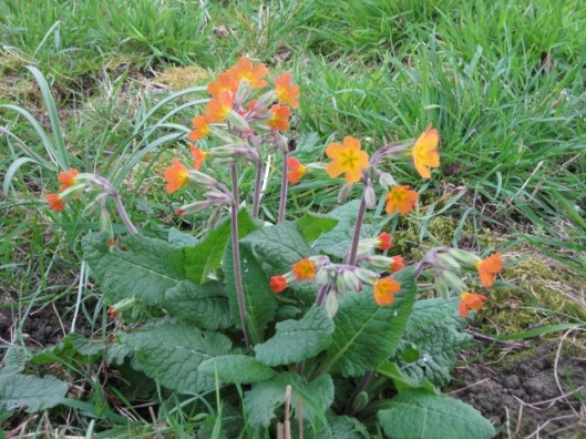 024Primulas (640x480)