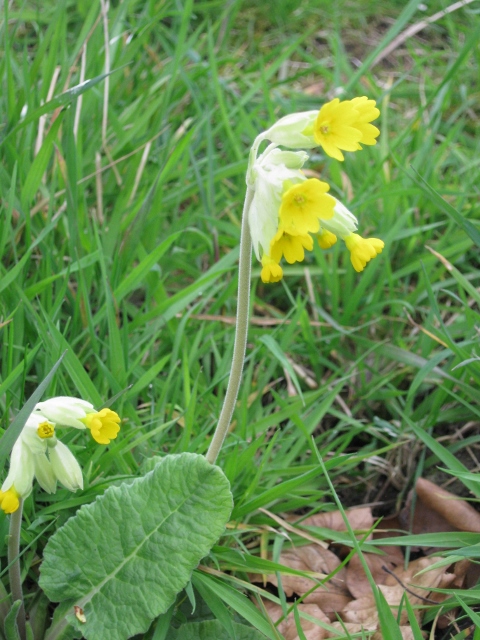 025Cowslip (480x640)