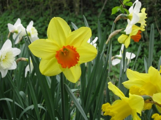 026Daffodils (640x480)